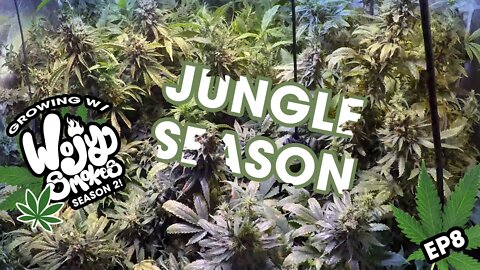 Welcome to the Jungle, You gona die | Reveg Life | s2e8