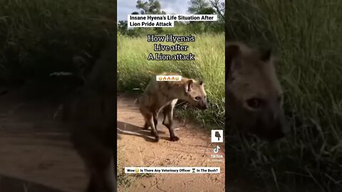 Insane Hyena’s Life Situation After Lion Pride Attack #shorts #animals #wildlife #hyena #lion