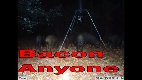 Putting the Wild Hog Blind Up and Checking Game Camera