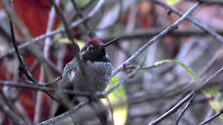 Anna's Hummingbird