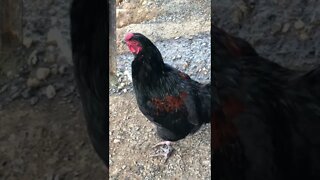 Rooster crows then poops