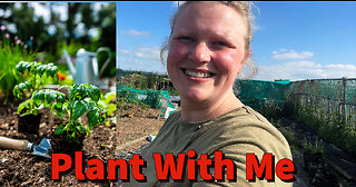 Secrets to a Bumper Tomato Crop - Allotment Gardening Revealed!