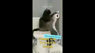 Funny cat 💕#cat #youtubevideos #funny