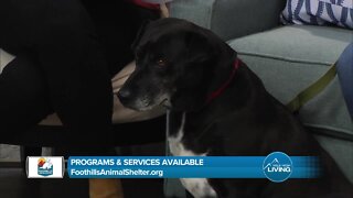 Programs & Services Available // Foothills Animal Shelter