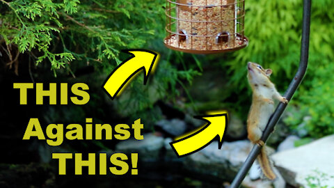 Chipmunk vs bird feeder. No contest!