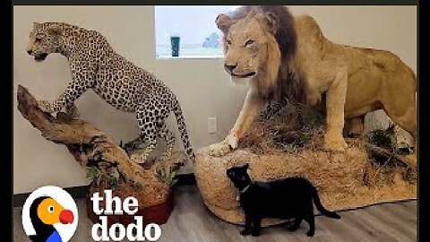 Shelter Cat Works At A Museum Now | The Dodo