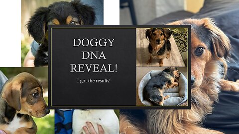 Just for Fun: Doggy DNA Reveal! I got the results. Are you READY?