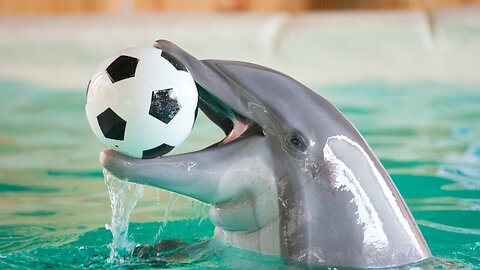 Dolphins Playing I Dolphins Status I Dolphins Status Video I Dolphin Playing Compilation I