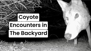 Coyote Encounters in The Backyard | My Backyard Friends