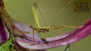 The Stick Insect