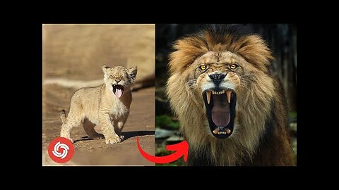 Animals Transformation | I'm a Big Kid Now New