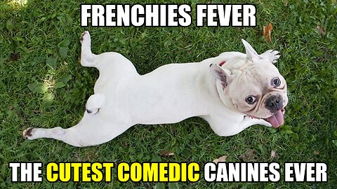 Frenchies Fever: Unleash Laughter with the Cutest Comedic Canines Ever! 🐾