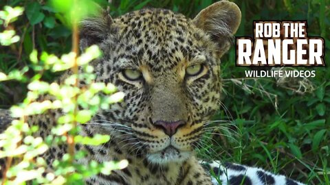 The Leopard Queen Of Kaboso Relaxing | Maasai Mara Safari | Zebra Plains