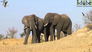 Elephants On Parade | African Wildlife Sightings