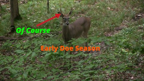 Michigan Early Season Doe Hunt 2022 - Of Course You See A Buck When You Want A Doe!!