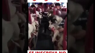 Ônibus pra cachorro #shorts