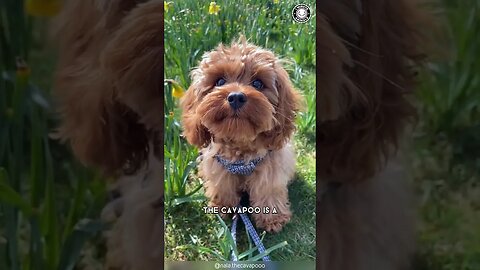 Cavapoo 🐶 The Cavalier + Poodle Mix!