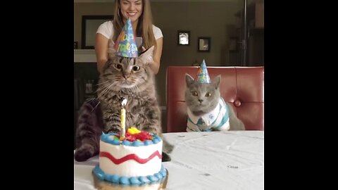 cat birthday party 🥳🎉 #funny #cimedy
