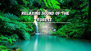 Relaxing sound of the forest