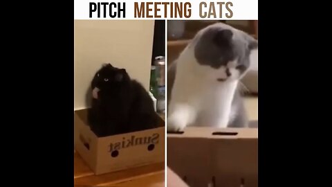 pitch meeting cats