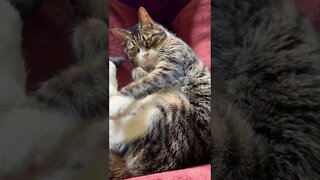 Cute cat flexing her paw