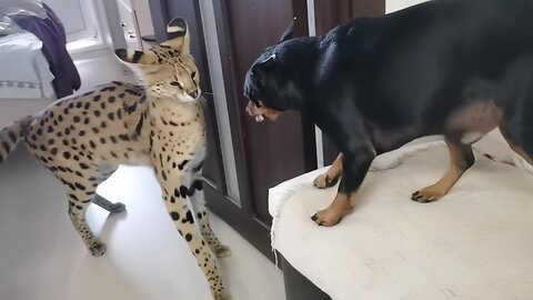 Serval and pincher sort out things @Royale Animals