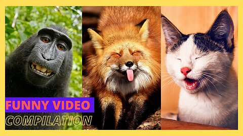 Funniest Animals Video 2023 _ Best Funny Cats and Dogs _ Funny Animal Videos
