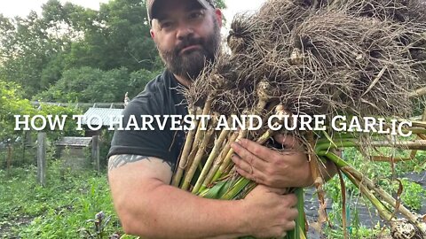 How to harvest and cure garlic