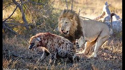 Deadly Encounter: Wild Dogs vs Cheetah