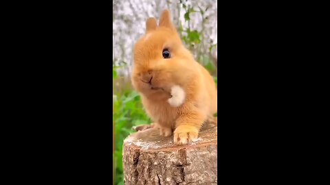 cute bunnies 🤩🤩