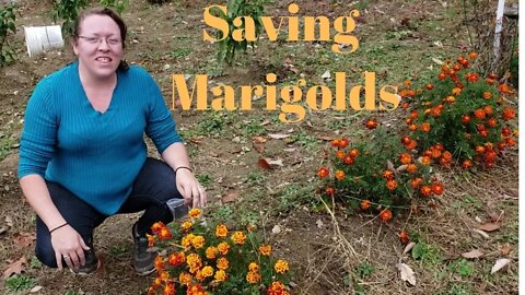 How to save marigold seeds