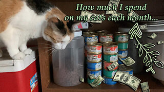 How Much I Spend Each Month On My 3 Cats...