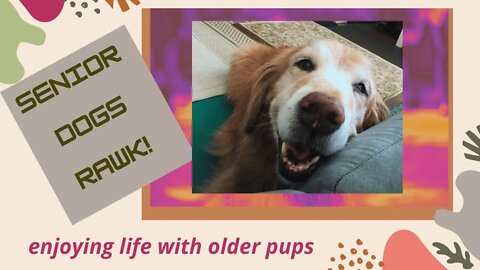 How We Seize the Moments | Golden Retriever | Senior Dog Life