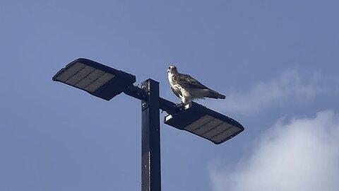 Rough Legged Hawk time for a change of scenery