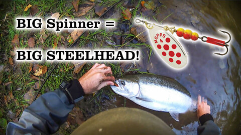 Fat Steelhead Crushes Spinner On First Cast!