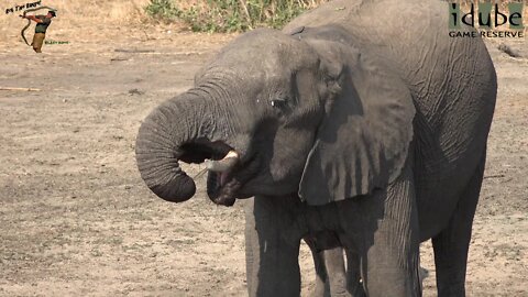 Short Trunk Elephant Drinking