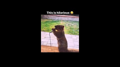 funny moments ANIMAL