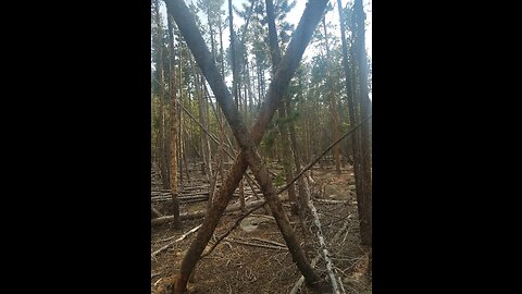 5 Bigfoot / sasquatch 10 trees stack, project sasquatch