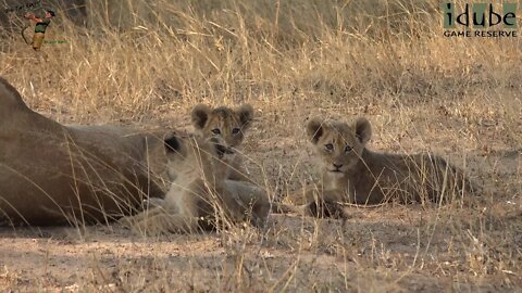 Daughters Of The Mapogo Lions - Rebuilding The Othawa Pride - 87: Pride Relaxes After Sub Male Dead