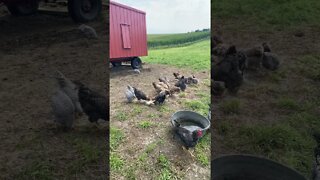 Chicken’s feeding in the pasture.