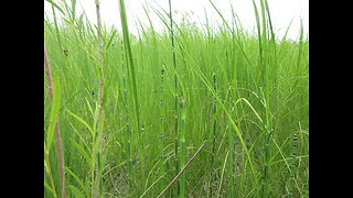 Horsetail Tea Horsetail Reed June 2023