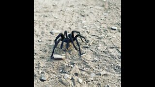 Tarantula on the hiking trail