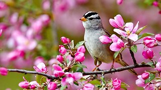 🌳🐦Forest with Birds Singing 🎶 Soothing Sound for Relaxation 🧘‍♀️