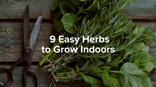 9 easy herbs to grow indoors