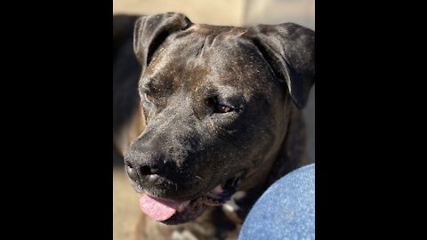 Playful ten year old bully plays hide and seek! #cute,#funny,#pittbull,#sensitive#,loyal#