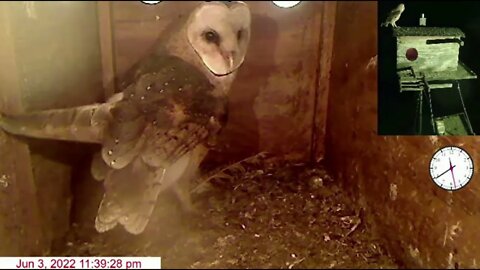 Owlets go out into the night. MO steals a rat. 6-4-22