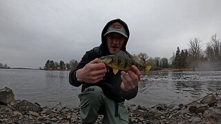 Early spring perch on the st Lawrence