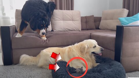 Dogs Shocked by a Kitten Occupying Dog Bed! 🤣😂