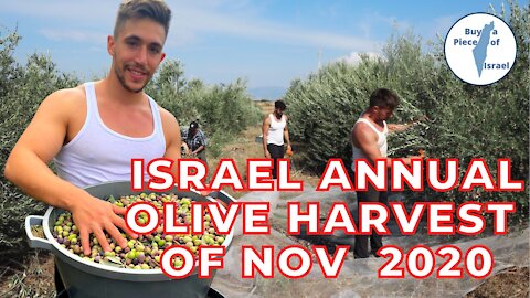 Israel Annual Olive Harvest of November 2020