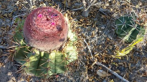 Cacto Coroa de Frade, Cabeça de Frade Melocactus Zehntneri #Nordeste